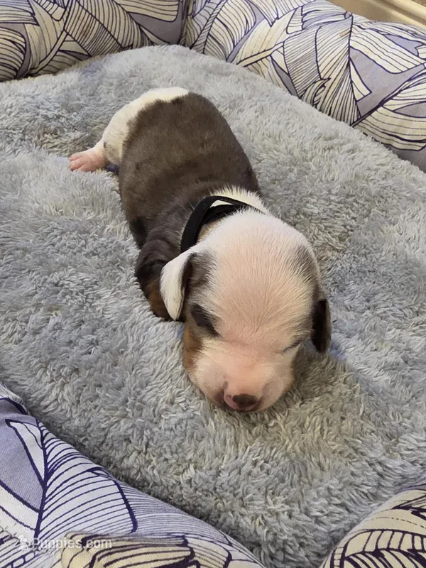 Black Boy – Miniature Dachshund puppy for sale in Canterbury, CT