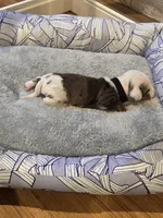 Black Boy, a male Miniature Dachshund for sale in Canterbury, CT – Photo 2 of 5