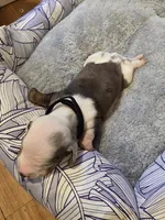 Black Boy, a male Miniature Dachshund for sale in Canterbury, CT – Photo 4 of 5