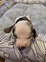 Black Boy, a male Miniature Dachshund for sale in Canterbury, CT – Photo 3 of 5