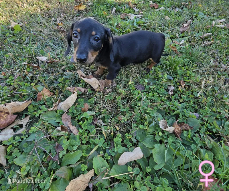 Pink Girl – Miniature Dachshund puppy for sale in Canterbury, CT