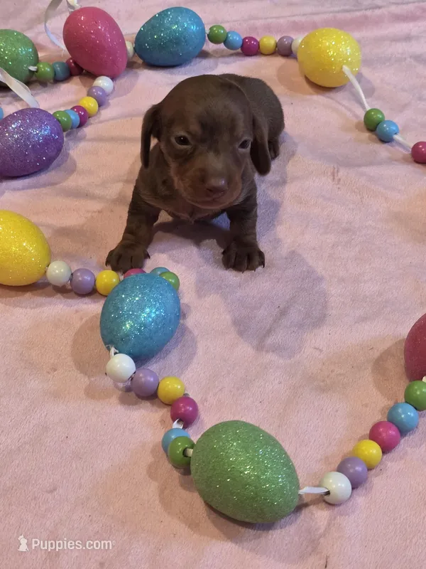 Grey Girl – Miniature Dachshund puppy for sale in Canterbury, CT