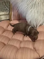 Grey Girl, a female Miniature Dachshund for sale in Canterbury, CT – Photo 1 of 4