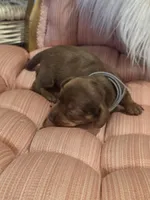 Grey Girl, a female Miniature Dachshund for sale in Canterbury, CT – Photo 2 of 4