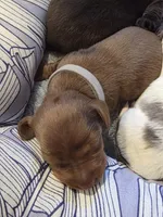 Grey Girl, a female Miniature Dachshund for sale in Canterbury, CT – Photo 3 of 4