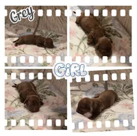 Grey Girl, a female Miniature Dachshund for sale in Canterbury, CT – Photo 4 of 4