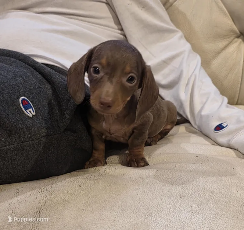 Grey Girl – Miniature Dachshund puppy for sale in Canterbury, CT