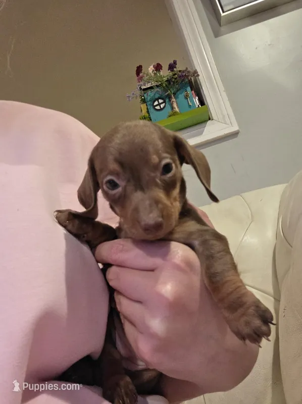 Grey Girl – Miniature Dachshund puppy for sale in Canterbury, CT