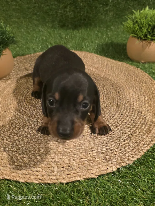Yellow Boy – Miniature Dachshund puppy for sale in Canterbury, CT