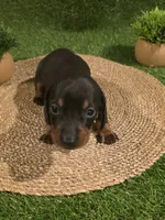 Yellow Boy, a male Miniature Dachshund for sale in Canterbury, CT – 4 of 10