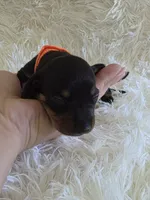 Orange Boy, a male Miniature Dachshund for sale in Canterbury, CT – 3 of 3