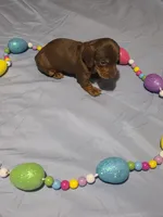 Blue Boy, a male Miniature Dachshund for sale in Canterbury, CT – Photo 2 of 6