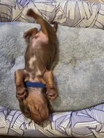 Blue Boy, a male Miniature Dachshund for sale in Canterbury, CT – Photo 4 of 6