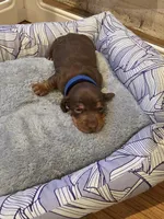 Blue Boy, a male Miniature Dachshund for sale in Canterbury, CT – Photo 5 of 6