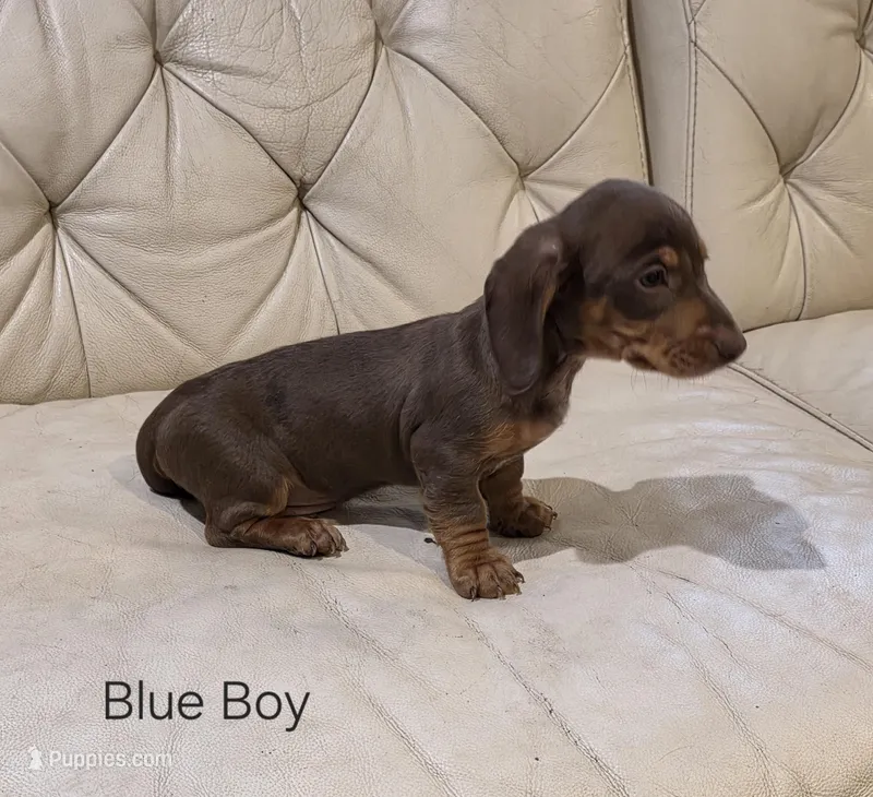 Blue Boy – Miniature Dachshund puppy for sale in Canterbury, CT