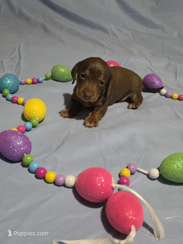 Blue Boy – Miniature Dachshund puppy for sale in Canterbury, CT