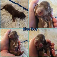 Blue Boy, a male Miniature Dachshund for sale in Canterbury, CT – Photo 6 of 6