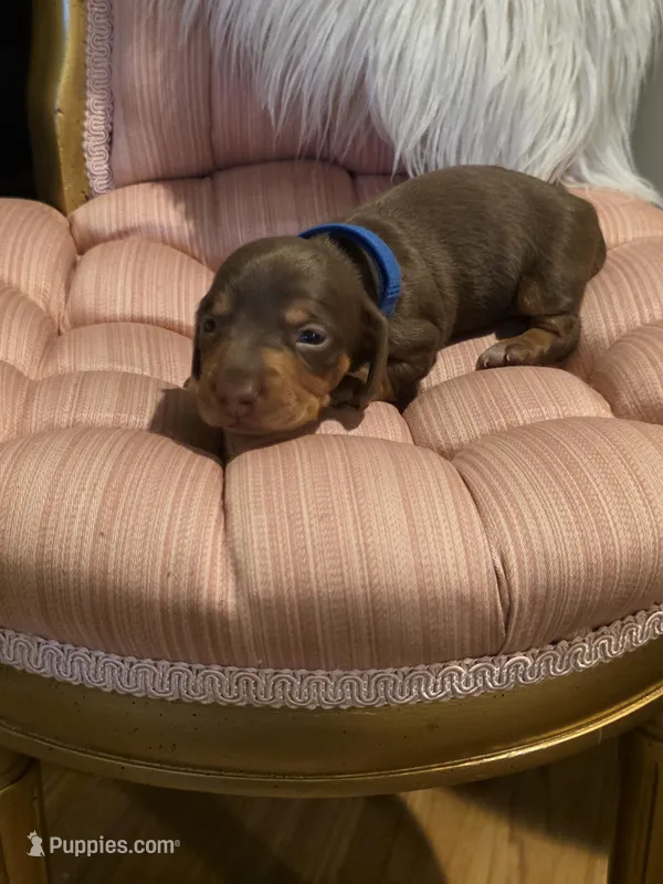 Blue Boy – Miniature Dachshund puppy for sale in Canterbury, CT