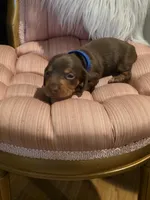 Blue Boy, a male Miniature Dachshund for sale in Canterbury, CT – Photo 3 of 6