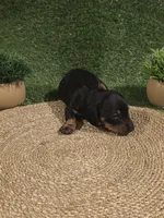 Pink Girl, a female Miniature Dachshund for sale in Canterbury, CT – 8 of 10