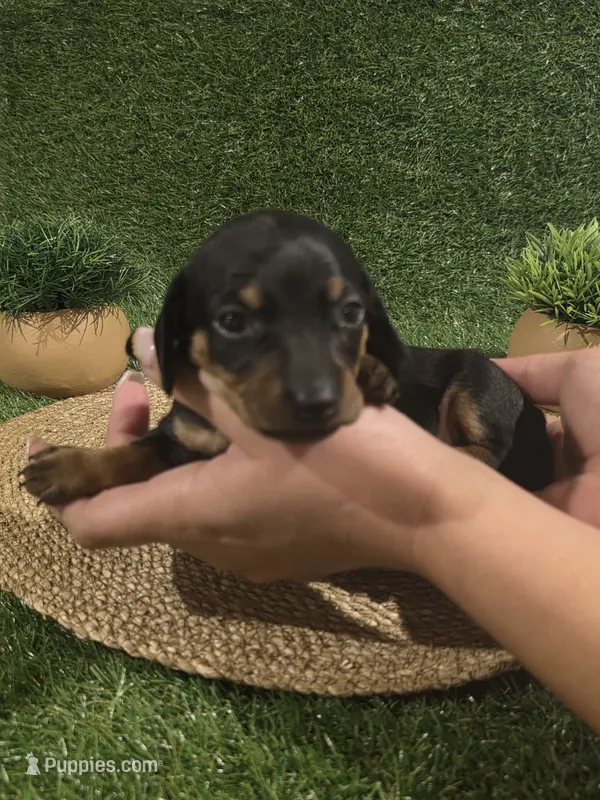 Red Boy  – Miniature Dachshund puppy for sale in Canterbury, CT