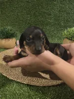 Red Boy , a male Miniature Dachshund for sale in Canterbury, CT – 5 of 10