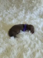 Purple Girl, a female Miniature Dachshund for sale in Canterbury, CT – 2 of 2