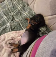 Red Boy , a male Miniature Dachshund for sale in Canterbury, CT – 2 of 10