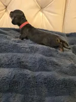 Red Girl, a female Miniature Dachshund for sale in Canterbury, CT – Photo 6 of 6