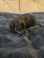 Red Girl, a female Miniature Dachshund for sale in Canterbury, CT – Photo 4 of 6