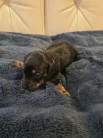 Red Girl, a female Miniature Dachshund for sale in Canterbury, CT – Photo 3 of 6