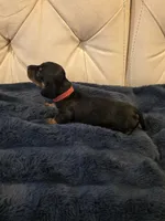 Red Girl, a female Miniature Dachshund for sale in Canterbury, CT – Photo 5 of 6