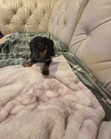 Pink Girl, a female Miniature Dachshund for sale in Canterbury, CT – 4 of 10