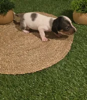 Blue Boy, a male Miniature Dachshund for sale in Canterbury, CT – 6 of 10