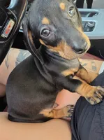 Apollo/Orange Boy , a male Miniature Dachshund for sale in Canterbury, CT – 2 of 3