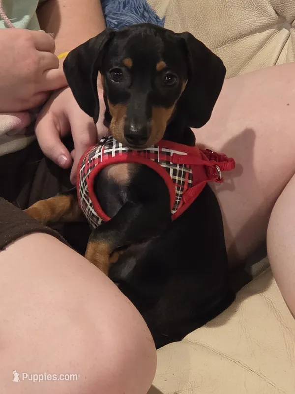 Apollo/Orange Boy  – Miniature Dachshund puppy for sale in Canterbury, CT