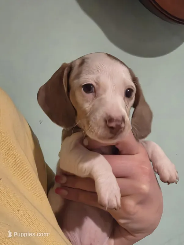 White Girl – Miniature Dachshund puppy for sale in Canterbury, CT