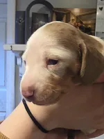 White Girl, a female Miniature Dachshund for sale in Canterbury, CT – Photo 3 of 6