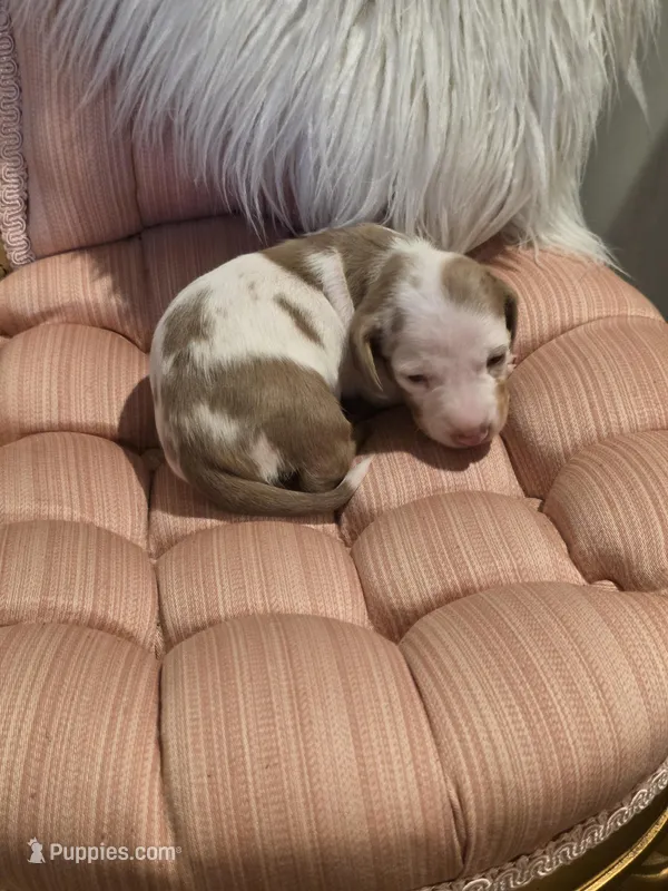 White Girl – Miniature Dachshund puppy for sale in Canterbury, CT