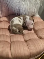 White Girl, a female Miniature Dachshund for sale in Canterbury, CT – Photo 2 of 6