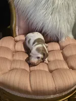 White Girl, a female Miniature Dachshund for sale in Canterbury, CT – Photo 4 of 6