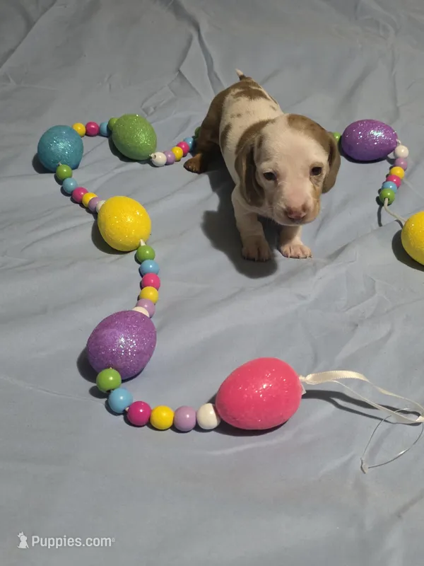 White Girl – Miniature Dachshund puppy for sale in Canterbury, CT