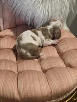 White Girl, a female Miniature Dachshund for sale in Canterbury, CT – Photo 5 of 6