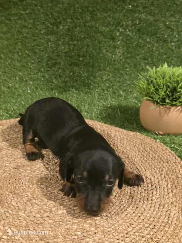 Pink Girl – Miniature Dachshund puppy for sale in Canterbury, CT
