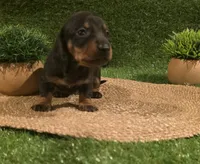 Yellow Boy, a male Miniature Dachshund for sale in Canterbury, CT – 7 of 10