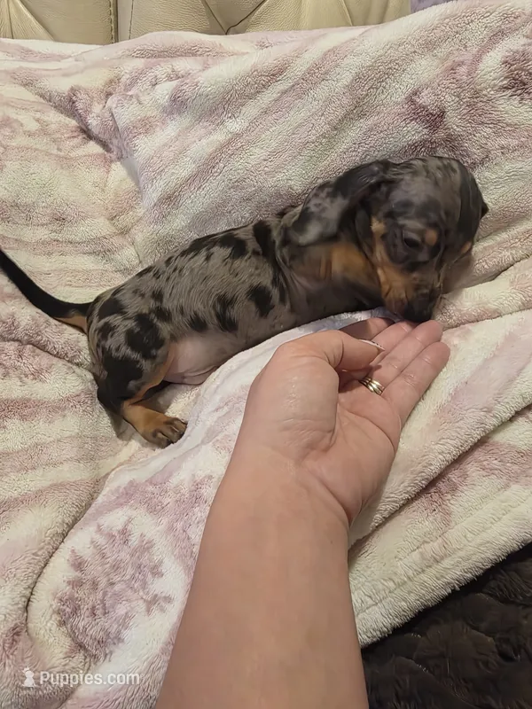 Green Boy – Miniature Dachshund puppy for sale in Canterbury, CT