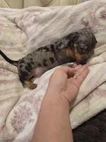 Green Boy, a male Miniature Dachshund for sale in Canterbury, CT – 1 of 10
