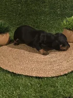 Red Boy , a male Miniature Dachshund for sale in Canterbury, CT – 6 of 10