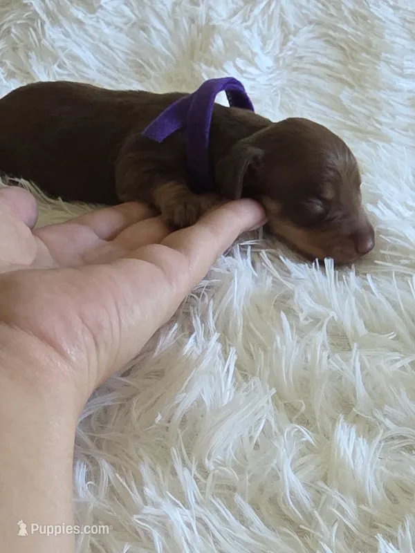 Purple Girl – Miniature Dachshund puppy for sale in Canterbury, CT