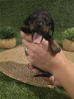 Orange Boy, a male Miniature Dachshund for sale in Canterbury, CT – 2 of 5